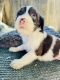 English Springer Spaniel Puppies for sale in Antioch, CA, USA. price: $500