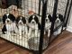 English Springer Spaniel Puppies for sale in Folsom, CA, USA. price: $650