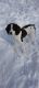 English Springer Spaniel Puppies for sale in Caledonia, Michigan. price: $500