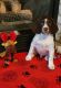English Springer Spaniel Puppies for sale in Medford, Wisconsin. price: $1,500
