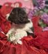 English Springer Spaniel Puppies for sale in Salisbury, Maryland. price: $1,250