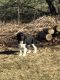 English Springer Spaniel Puppies for sale in Denmark, Wisconsin. price: $600