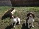 English Springer Spaniel Puppies for sale in Medford, OR, USA. price: $750
