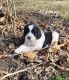 English Springer Spaniel Puppies for sale in Norwood Young America, Minnesota. price: $900
