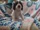 English Springer Spaniel Puppies for sale in Brooksville, Florida. price: $800