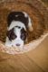 English Springer Spaniel Puppies for sale in Livingston, Texas. price: $1,000