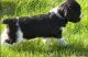 English Springer Spaniel Puppies for sale in Pembroke Pines, FL, USA. price: $400