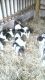 English Springer Spaniel Puppies for sale in Stamford, CT, USA. price: NA