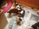 English Springer Spaniel Puppies for sale in Tallahassee, FL, USA. price: NA