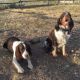 English Springer Spaniel Puppies for sale in Cheyenne, WY, USA. price: NA