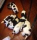 English Springer Spaniel Puppies for sale in Round Rock, TX, USA. price: NA