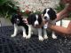 English Springer Spaniel Puppies for sale in Beaver Creek, CO 81620, USA. price: NA