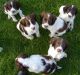 English Springer Spaniel Puppies for sale in Montgomery, AL, USA. price: NA