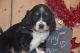 English Springer Spaniel Puppies for sale in East Palestine, OH 44413, USA. price: $1,200