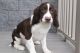 English Springer Spaniel Puppies for sale in Canton, OH, USA. price: $499