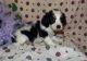 English Springer Spaniel Puppies for sale in Bristol, ME, USA. price: $600