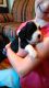 English Springer Spaniel Puppies for sale in Como, TX 75431, USA. price: NA