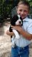 English Springer Spaniel Puppies for sale in Como, TX 75431, USA. price: NA