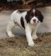 English Springer Spaniel Puppies for sale in District Heights, MD 20747, USA. price: NA
