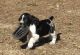 English Springer Spaniel Puppies for sale in Bellingham, WA, USA. price: $500
