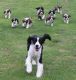 English Springer Spaniel Puppies for sale in Brattleboro, VT 05301, USA. price: NA
