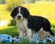 English Springer Spaniel Puppies for sale in Batavia, OH 45103, USA. price: $600