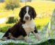 English Springer Spaniel Puppies for sale in Manilla, IN 46150, USA. price: NA