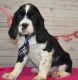 English Springer Spaniel Puppies for sale in East Palestine, OH 44413, USA. price: NA