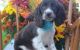 English Springer Spaniel Puppies for sale in Phoenix, AZ 85019, USA. price: NA