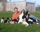 English Springer Spaniel Puppies for sale in Bowie, MD, USA. price: NA