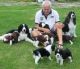 Home Trained English Springer Spaniel Puppies