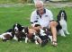 English Springer Spaniel Puppies for sale in Centreville, VA, USA. price: NA