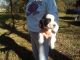English Springer Spaniel Puppies for sale in Franklin, KS 66735, USA. price: NA