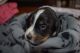 English Springer Spaniel Puppies for sale in Dexter, MI 48130, USA. price: $500