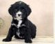 English Springer Spaniel Puppies for sale in Parkville, MD, USA. price: NA