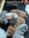 beautiful litter of brush coat Shar Pei for rehoming only