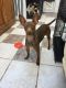 English Toy Terrier (Black & Tan) Puppies for sale in Washington, DC, USA. price: NA