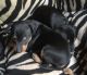 Registered English Toy Terrier Puppies