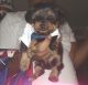 English Toy Terrier (Black & Tan) Puppies for sale in Los Angeles, CA, USA. price: NA