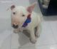 English White Terrier Puppies for sale in San Francisco, CA, USA. price: NA