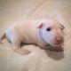 English White Terrier Puppies for sale in California Ave, South Gate, CA 90280, USA. price: NA