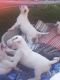 English White Terrier Puppies for sale in California St, San Francisco, CA, USA. price: NA