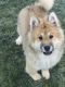 Eurasier Puppies for sale in California St, San Francisco, CA, USA. price: NA