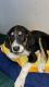 Eurohound Puppies for sale in Hacienda Heights, CA, USA. price: NA