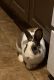 European Rabbit Rabbits for sale in 48 Midland Pl, Newark, NJ 07106, USA. price: NA