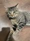 European Shorthair Cats for sale in 2200 Hickory St, Abilene, TX 79601, USA. price: NA