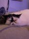 Exotic Shorthair Cats for sale in Syracuse, NY, USA. price: $100