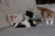Exotic Shorthair Cats for sale in New York, NY 10011, USA. price: $700