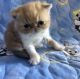 Exotic Shorthair Cats for sale in Buffalo, NY, USA. price: $2,500