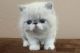 Exotic Shorthair Cats for sale in New York, NY, USA. price: $310